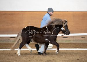 PSB Körung Sonntag 20