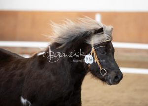 PSB Körung Sonntag 21