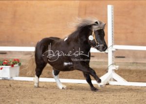 PSB Körung Sonntag 22