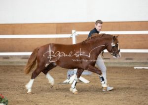 PSB Körung Samstag 1