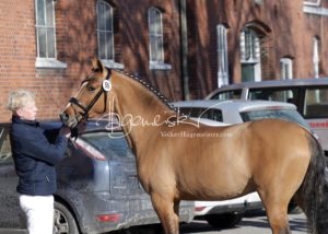 PSB Körung Samstag 22