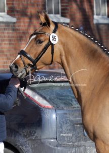 PSB Körung Samstag 23