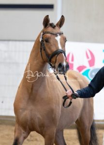 PSB Körung Samstag 19