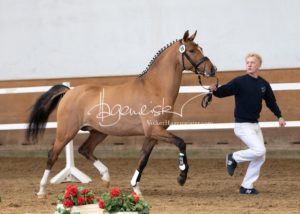 PSB Körung Samstag 26