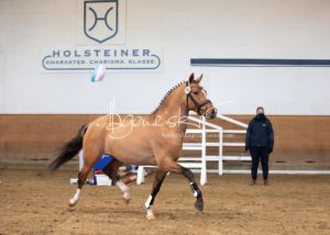 PSB Körung Samstag 27