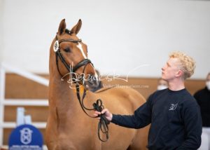 PSB Körung Samstag 28