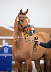 PSB Körung Samstag 29