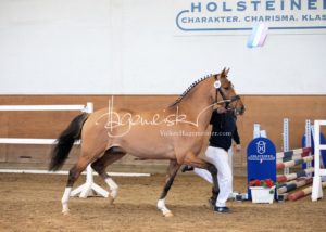 PSB Körung Samstag 30