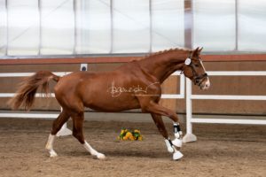 ZfdP Frühjahrskörung 2