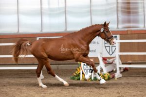 ZfdP Frühjahrskörung 3