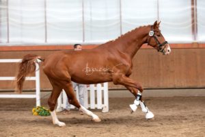 ZfdP Frühjahrskörung 4