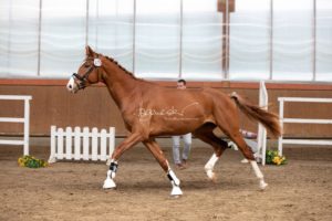 ZfdP Frühjahrskörung 5