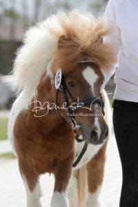 ZfdP Frühjahrskörung 8