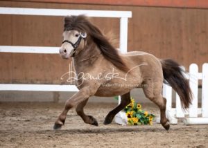 ZfdP Frühjahrskörung 10
