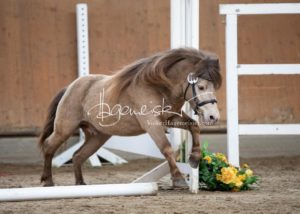 ZfdP Frühjahrskörung 11