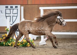 ZfdP Frühjahrskörung 12