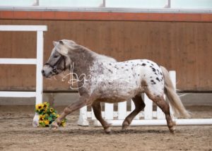 ZfdP Frühjahrskörung 14