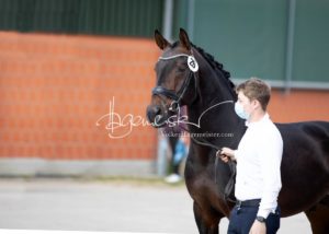 ZfdP Frühjahrskörung 16