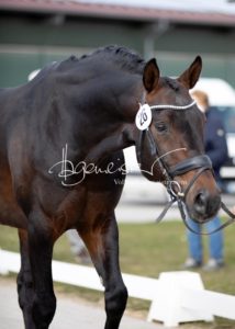 ZfdP Frühjahrskörung 17