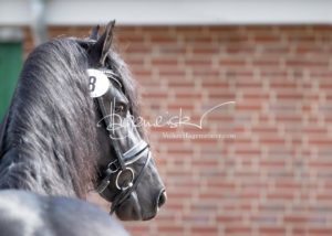 ZfdP Frühjahrskörung 19