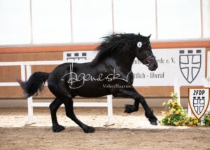 ZfdP Frühjahrskörung 20