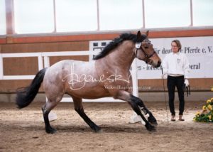 ZfdP Frühjahrskörung 27