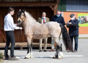 ZfdP Frühjahrskörung 28