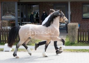 ZfdP Frühjahrskörung 29