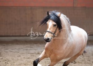 ZfdP Frühjahrskörung 30