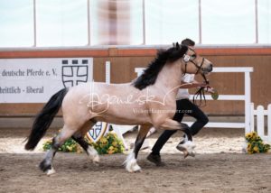 ZfdP Frühjahrskörung 3