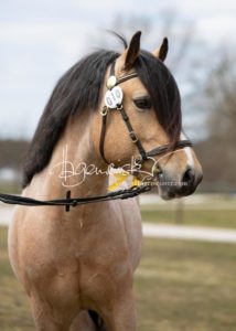 ZfdP Frühjahrskörung 4