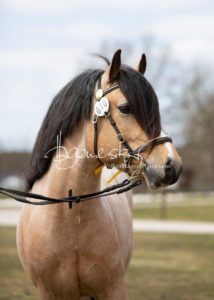 ZfdP Frühjahrskörung 5