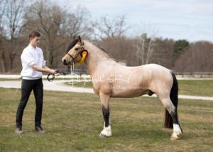 ZfdP Frühjahrskörung 6