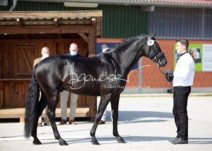 ZfdP Frühjahrskörung 7