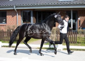 ZfdP Frühjahrskörung 8