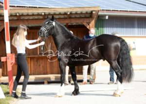 ZfdP Frühjahrskörung 10