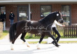 ZfdP Frühjahrskörung 11