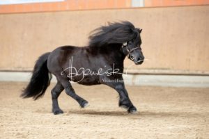 ZfdP Frühjahrskörung 13