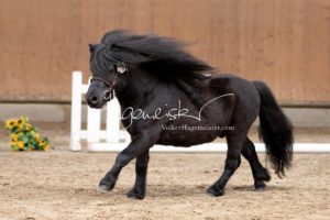 ZfdP Frühjahrskörung 14