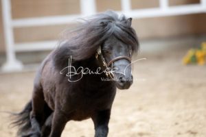 ZfdP Frühjahrskörung 15