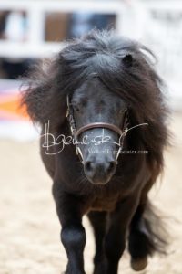 ZfdP Frühjahrskörung 16