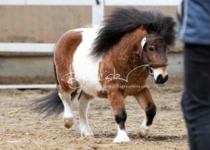 ZfdP Frühjahrskörung 17