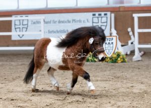 ZfdP Frühjahrskörung 18