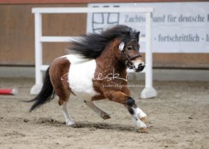 ZfdP Frühjahrskörung 19