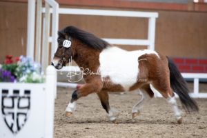 ZfdP Frühjahrskörung 20