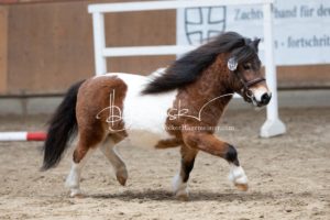 ZfdP Frühjahrskörung 21