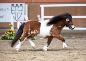 ZfdP Frühjahrskörung 24