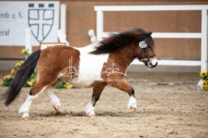 ZfdP Frühjahrskörung 25