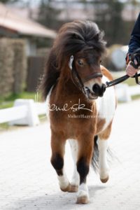 ZfdP Frühjahrskörung 28