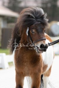 ZfdP Frühjahrskörung 29